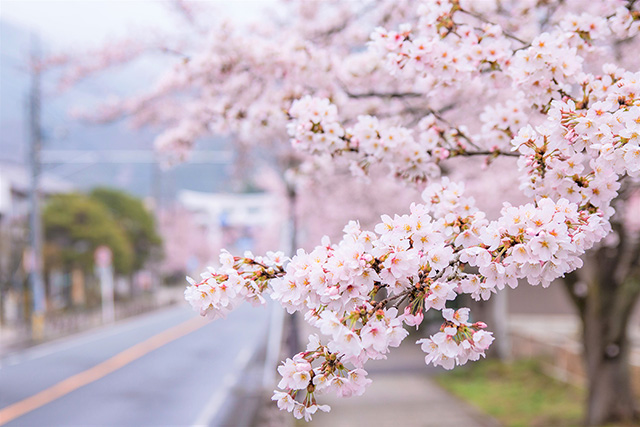 宝登山の見どころ